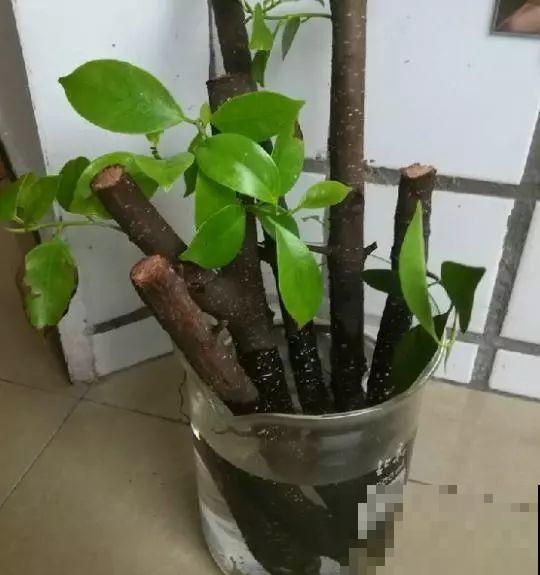 5种自制的生根水，杀菌消毒泡一泡就完事，夏天也能放心扦插！