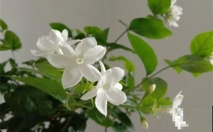 淘米水加点料，没有异味，肥效能翻10倍，养啥花都旺！