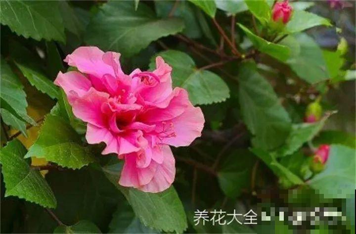 这20种花，一开就是上百天，阳台一年四季有花赏！