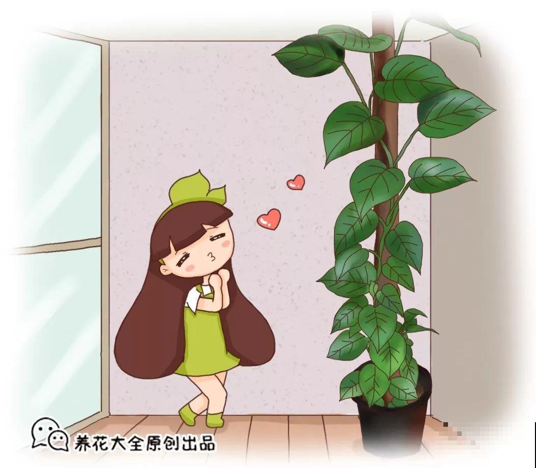 绿萝裹个旧毛巾，俩月能爬1米高，一片叶子脸盆大！