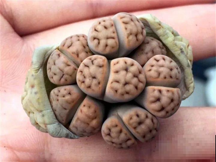 生石花个头虽小，可年年都在长，忍住别掰，一次冒出7个头！