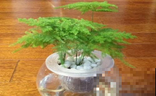 大热天的，把文竹扔水里，蹭蹭长根还不黄叶！