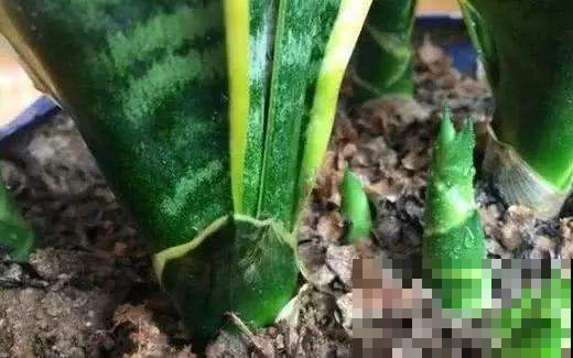 虎皮兰养不好，就因为不知道这个小机关，打开立马呼呼冒芽！