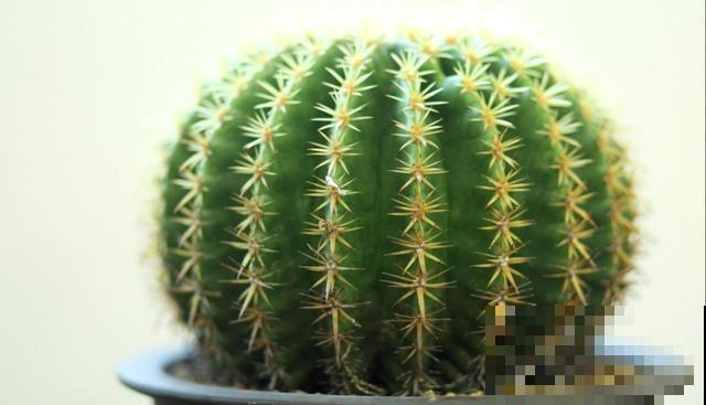 不是所有的花夏天都能喷水，这5种花不注意，叶子从头烂到尾！