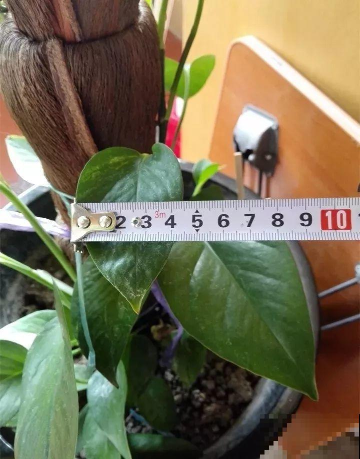 绿萝裹个旧毛巾，俩月能爬1米高，一片叶子脸盆大！
