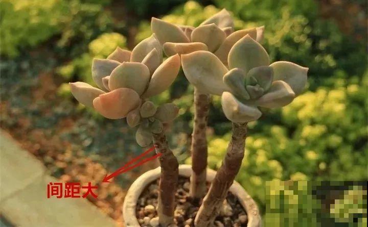不是所有的多肉老桩都值钱，这3种老桩，千万别买！