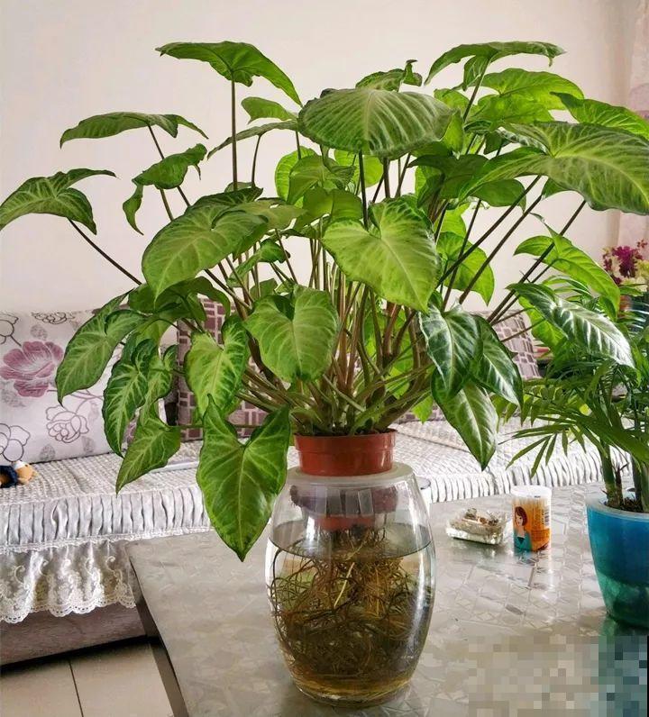 这10种“水桶花”，夏天得用大缸养，越浇水长得越疯狂！