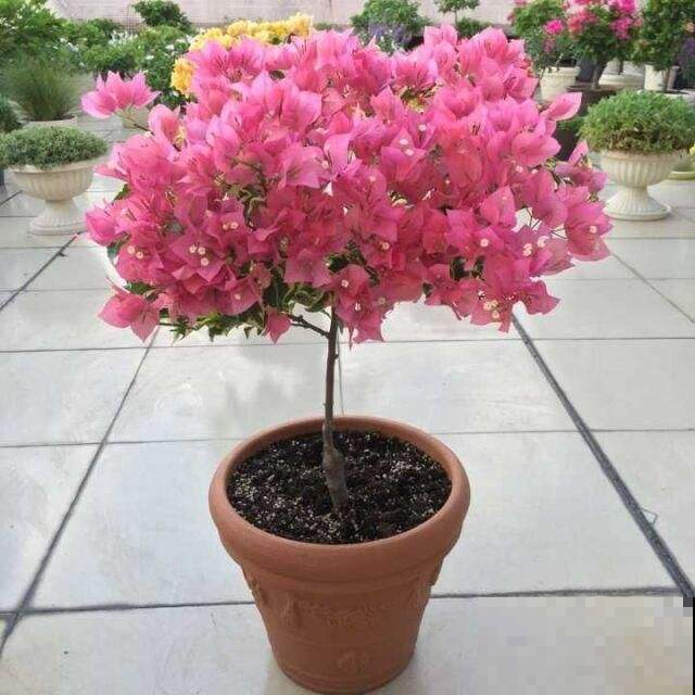 三角梅不开花怕啥，这样虐待一番，立马就盛放成大花球！