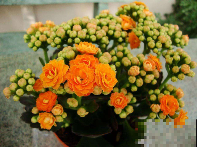 花半死不活就是缺它，河里挖点撒盆里，花砰砰冒摁都摁不住！
