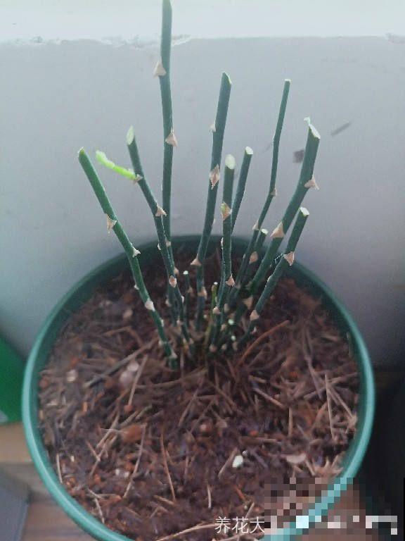 这4种花，想要度夏就得剪，新枝猛蹿，呼呼长成小瀑布！