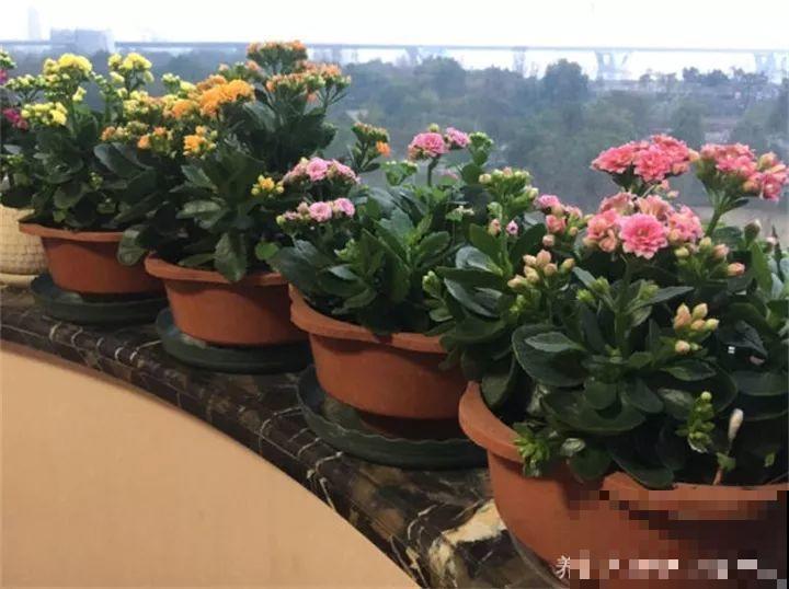 这20种花，一开就是上百天，阳台一年四季有花赏！