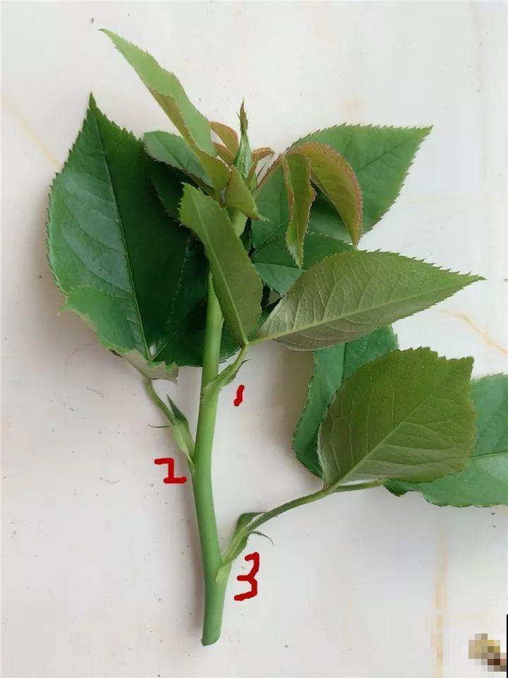 这肥劲儿真大，一小撮兑水里，10天花苞嘭嘭开！