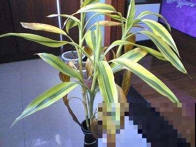 富贵竹黄叶怎么办？搞清原因再下手，不然都是在做无用功！