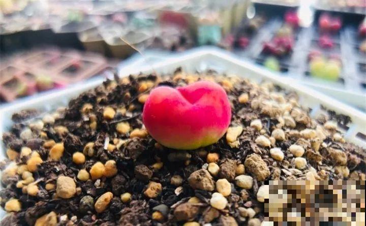 多肉养了3个月，冒出一张大红唇，莫非是要开口说话？