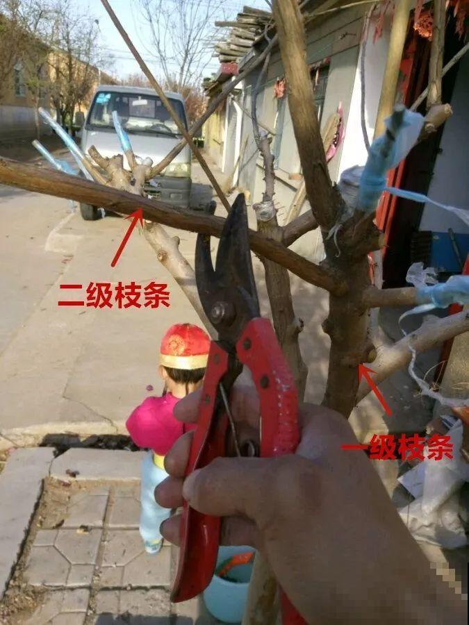 教你3种嫁接术，自己在家也能种出月季树，还能开多色！