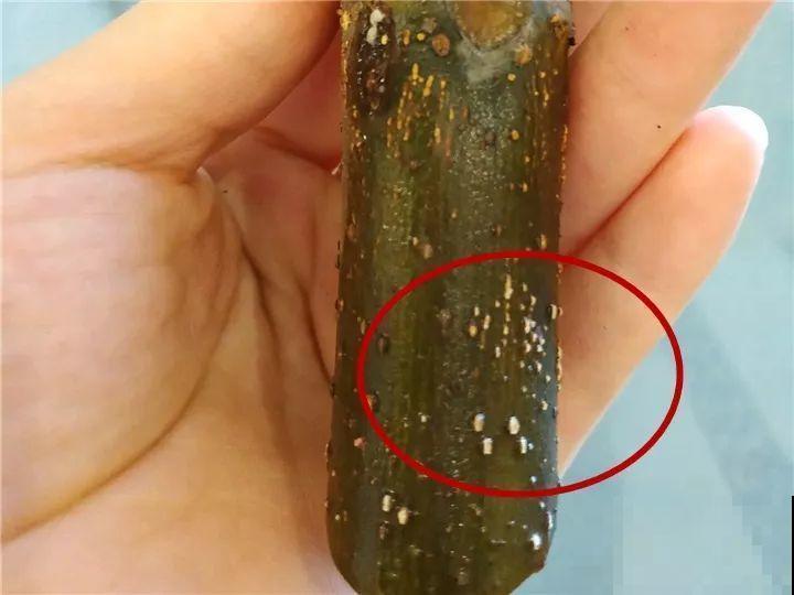 百香果、无花果，自己在家就能种，1根枝结3斤果！