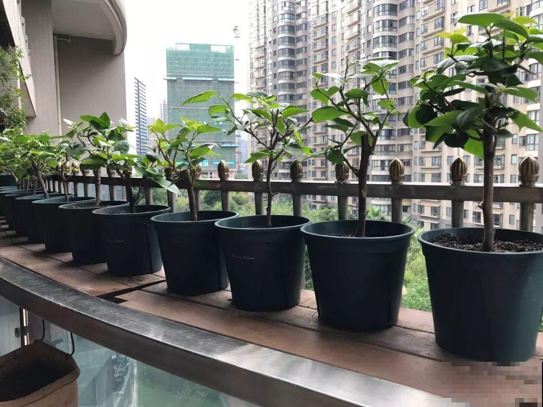 夏天就得养这花，皮实耐热花期长，越晒开花越多！