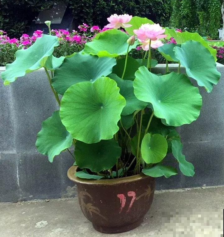 这10种“水桶花”，夏天得用大缸养，越浇水长得越疯狂！