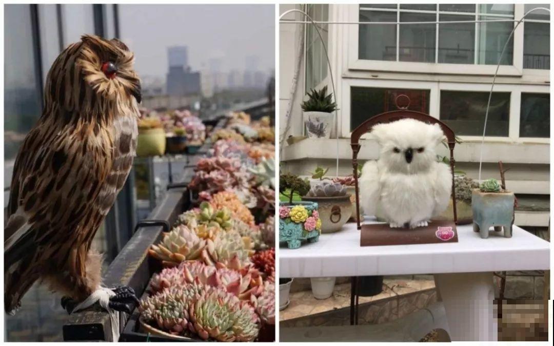 多肉的这8个“天敌”，再不躲着点，小心最后连盆都不保！