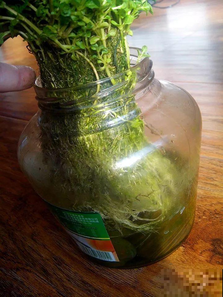 这10种“水桶花”，夏天得用大缸养，越浇水长得越疯狂！