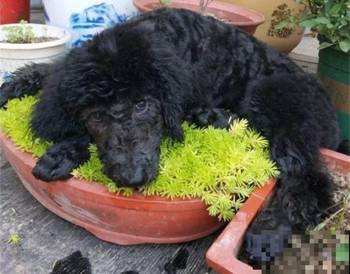 多肉的这8个“天敌”，再不躲着点，小心最后连盆都不保！