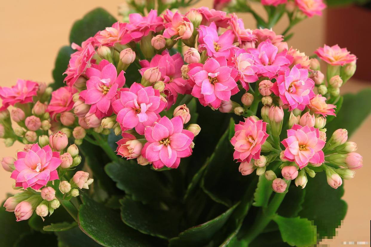 长寿花春季怎怎么养
