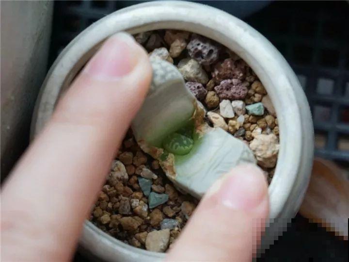 生石花个头虽小，可年年都在长，忍住别掰，一次冒出7个头！