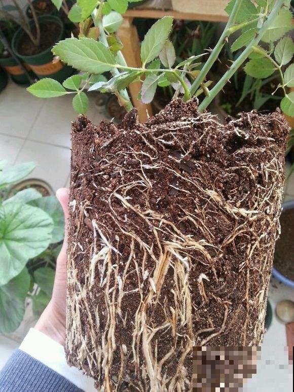 开败的月季及时处理，呼呼窜芽还不招虫，复花很简单！