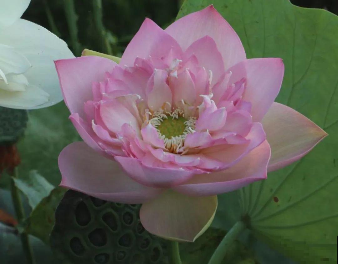 月季绣球看够了？夏天就要来盆碗莲，花美还好养！