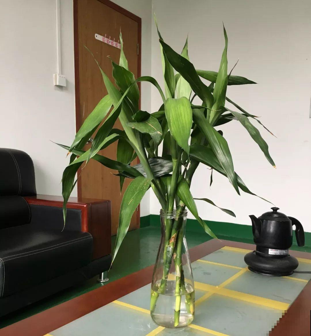 水培富贵竹加啥好？现场对比实验，太真实了！