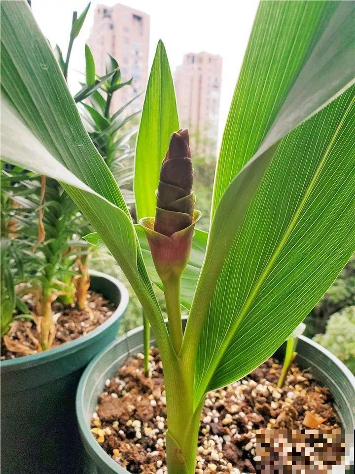 这10种“水桶花”，夏天得用大缸养，越浇水长得越疯狂！