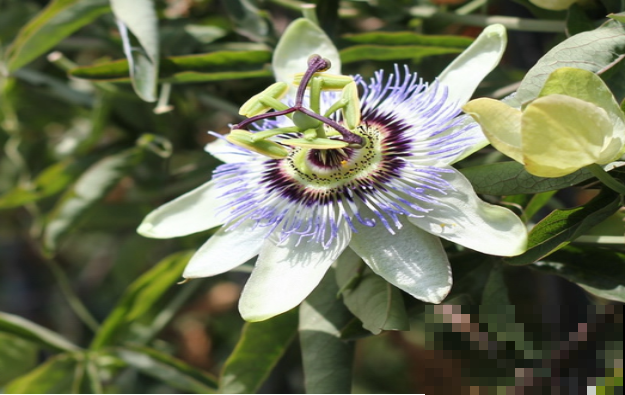 这5种花，摘片叶子就能泡水喝，越养越值！