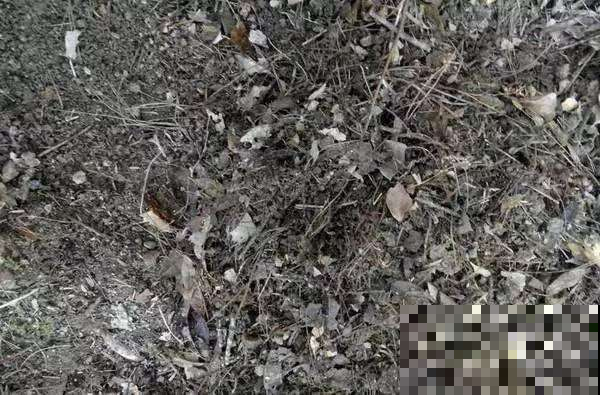 只要会琢磨，山上的烂东西也能成养花的宝，去晚了就没得捡了！