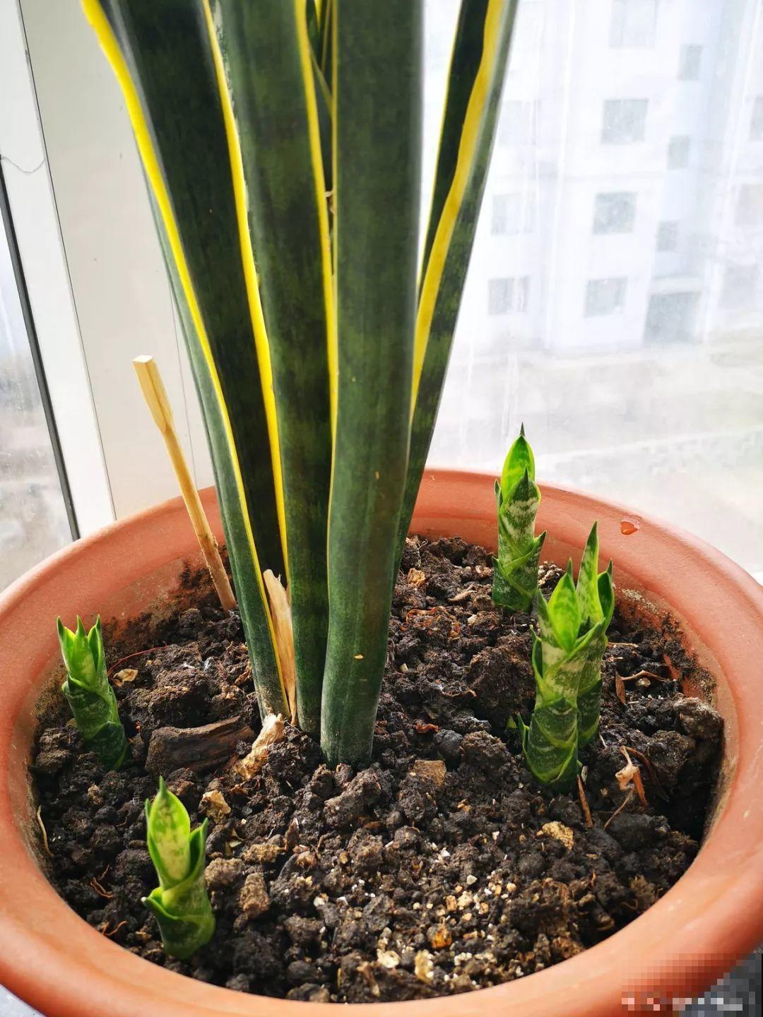 这花就得穷养，盆越小水越少，根壮侧芽才会多！