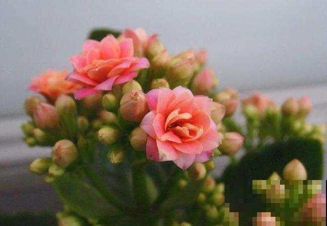 这花便宜还好养，吊兰绿萝都比不过，一开花满屋飘香！