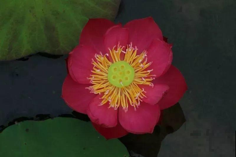 碗莲就得夏天种，丢种子到大缸，花全冒出来！