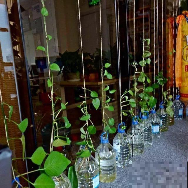 啤酒能不能浇花？这个还真不好说，要看怎么浇水！