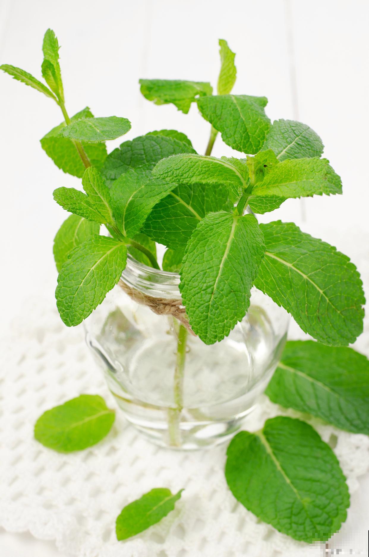 薄荷可以水培吗？操作步骤是什么