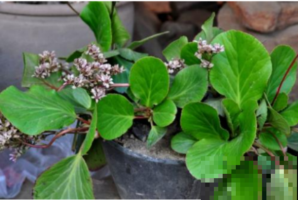 这4种花，最适合新人养，不用操啥心，一年四季有花赏！