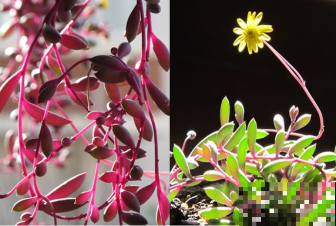 5种适合养在阳台上的花，清香驱蚊，摘片叶子还能泡水喝！