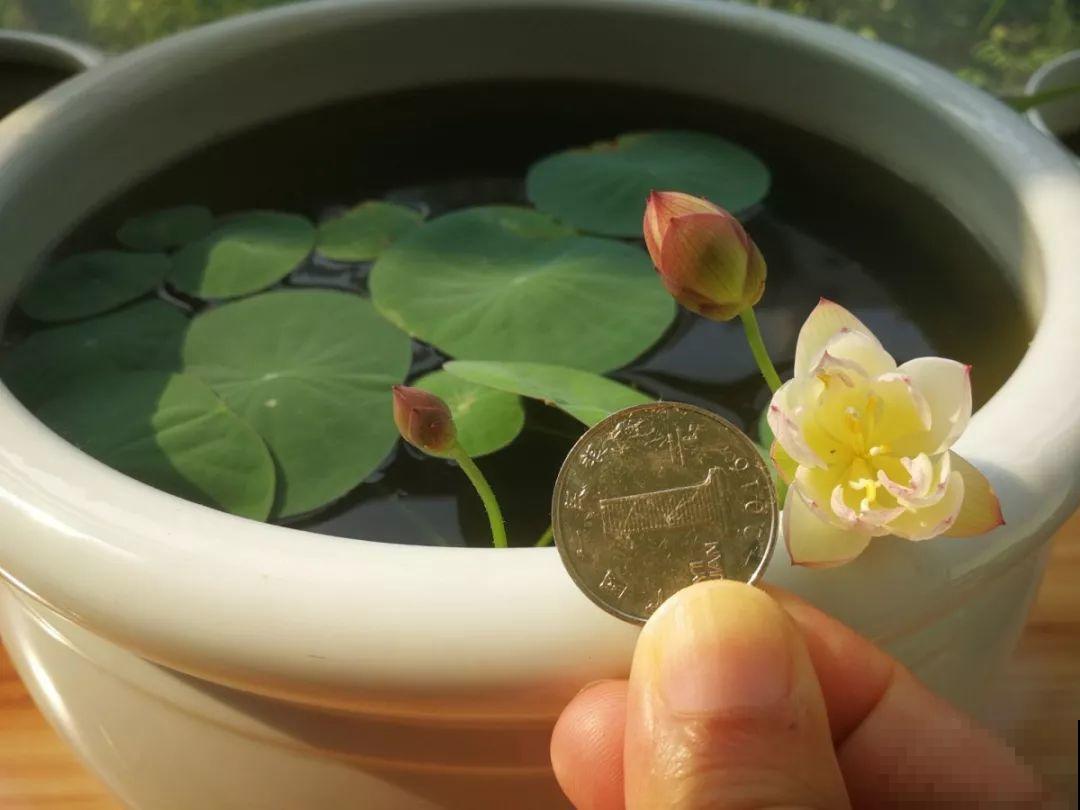 碗莲就得夏天种，丢种子到大缸，花全冒出来！