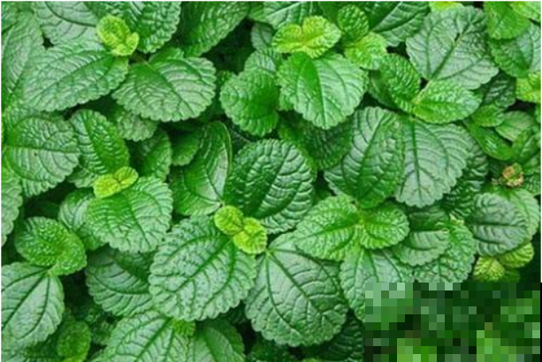 5种适合养在阳台上的花，清香驱蚊，摘片叶子还能泡水喝！