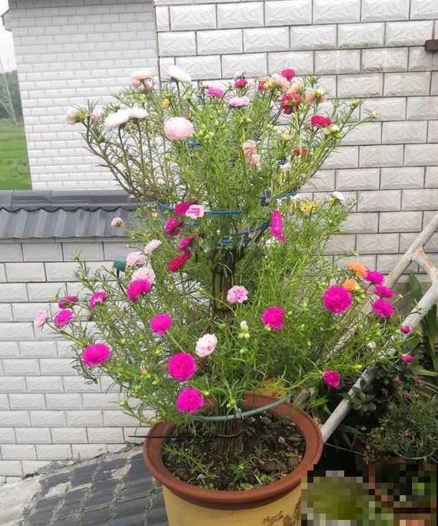 热不死的花，绑在木棍上养10天，开成一座大花塔！