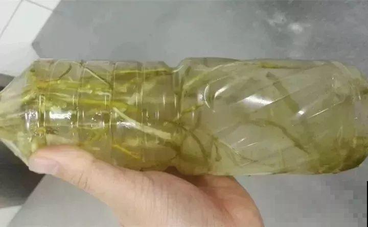 淘米水加点料，没有异味，肥效能翻10倍，养啥花都旺！
