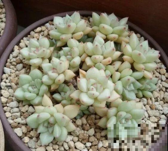 这种系列多肉，颜值高价格也贵，夏天可是“重点保护动物”！