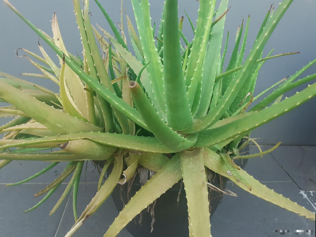 芦荟如何施肥的？
