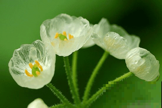 红花蓝花都养过，可你见过玻璃似的透明花吗，少有人见的森林精灵