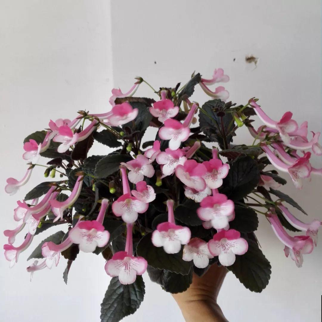最耐阴的花就是它，没光也能全年开，叶子丢土里就冒芽！