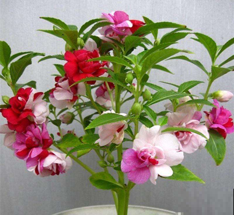 这花艳冠群芳却毒性惊人，千万别和菜挨着，不然追悔莫及！