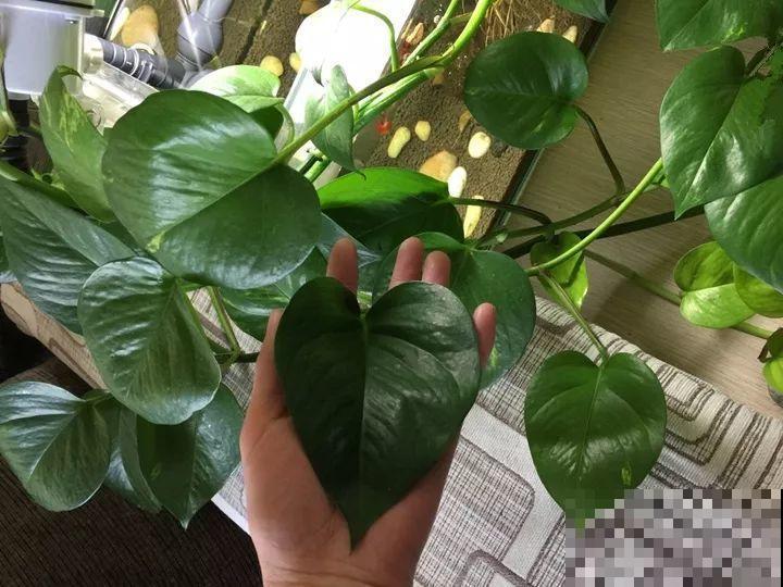 这花就得穷养，盆越小水越少，根壮侧芽才会多！